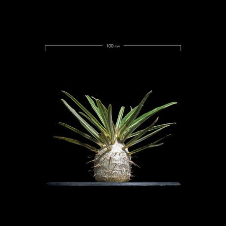 パキポディウム グラキリス / Pachypodium rosulatum var. gracilius #69