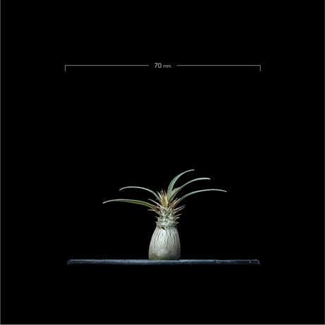 パキポディウム グラキリス / Pachypodium rosulatum var. gracilius #49