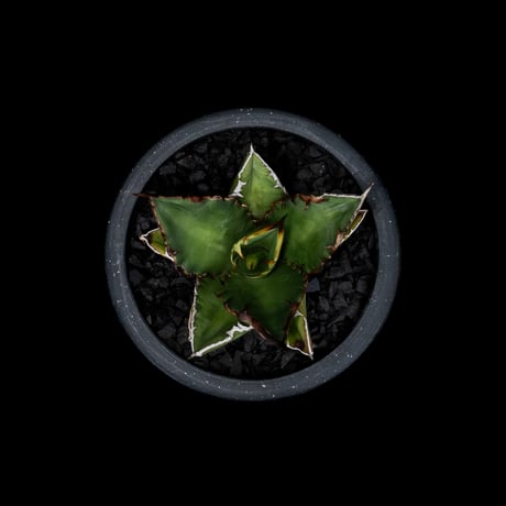 アガベ チタノタ 黒火焔 / Agave titanota ‘Black Fire’ #7