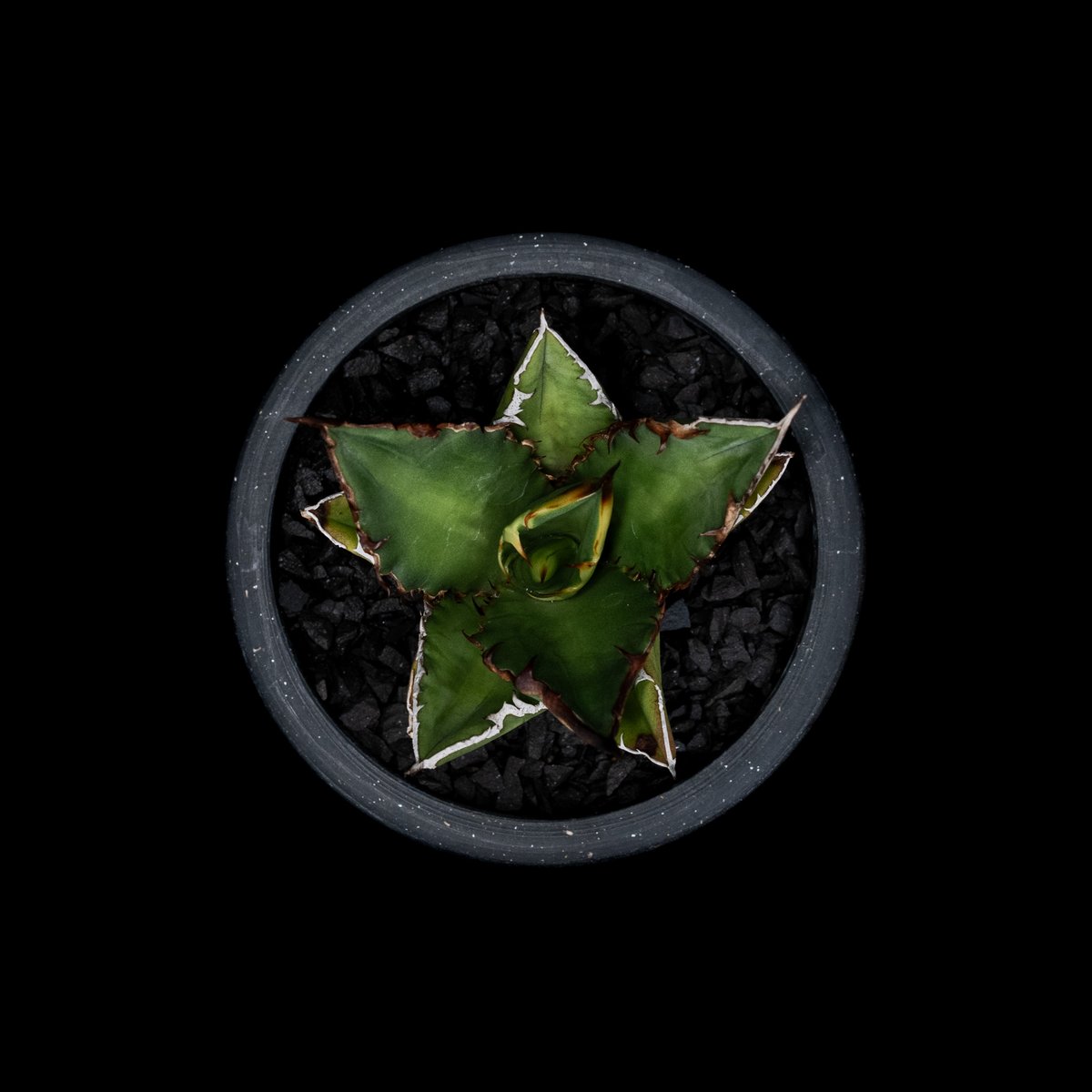 アガベ チタノタ 黒火焔 / Agave titanota 'Black Fire' #7 | アガベ チタノタ 黒火焔 / Agave titanota 'Black Fire' #7 |