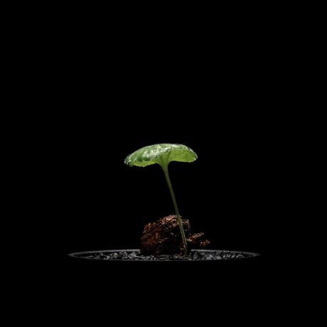 ペラルゴニウム ロバツム / Pelargonium lobatum  #2