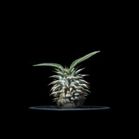 パキポディウム エブレネウム / Pachypodium eburneum #2