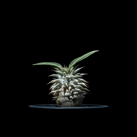 パキポディウム エブレネウム / Pachypodium eburneum #2