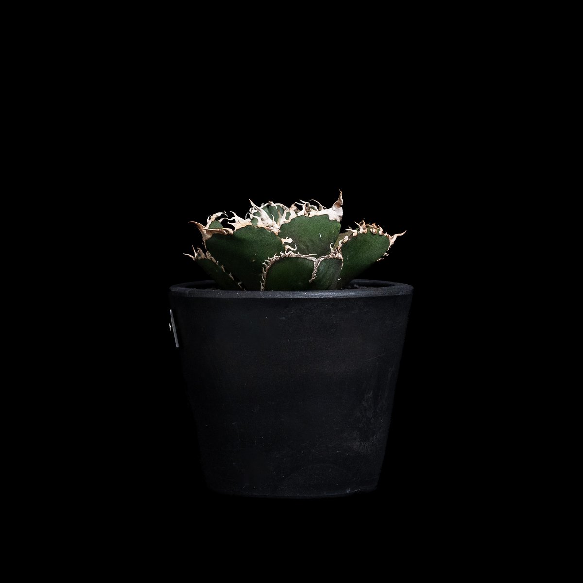 アガベ チタノタ 金剛 / Agave titanota 'King Kong' #1 |