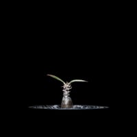 パキポディウム グラキリス / Pachypodium rosulatum var. gracilius #5