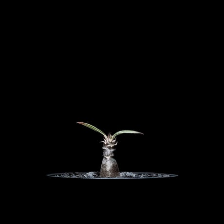 パキポディウム グラキリス / Pachypodium rosulatum var. gracilius #5