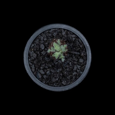 ペラルゴニウム アッペンディクラツム / Pelargonium appendiculatum #1