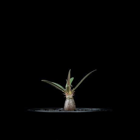 パキポディウム グラキリス / Pachypodium rosulatum var. gracilius #51