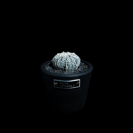 アストロフィツム アステリアス / Astrophytum asterias #20