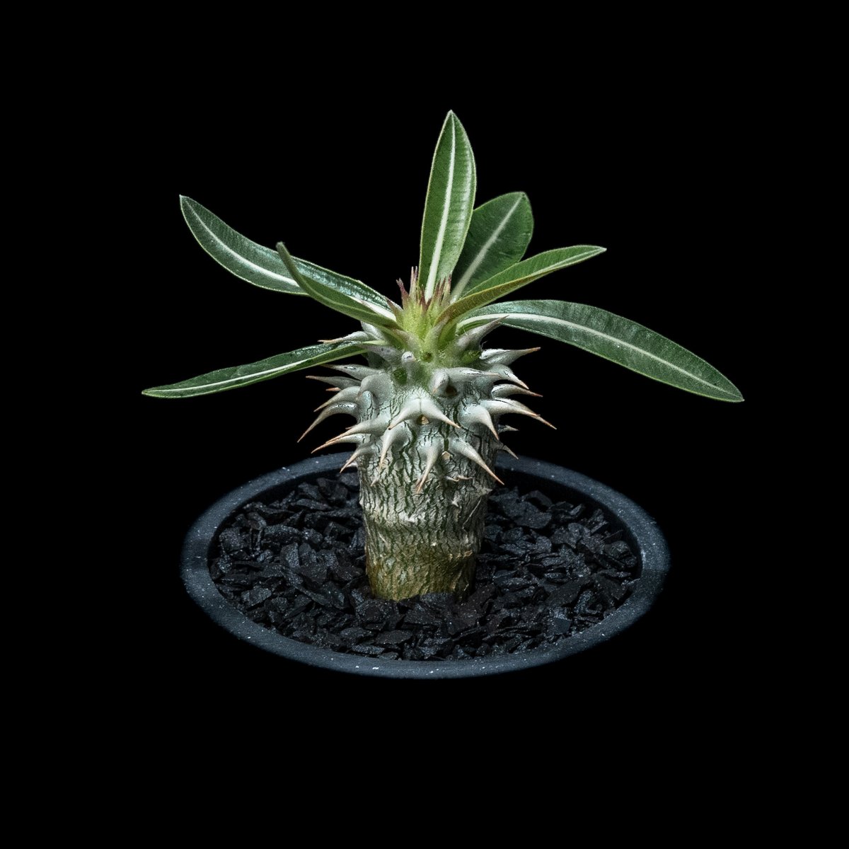 パキポディウム ホロンベンセ / Pachypodium horombense #1 | Du