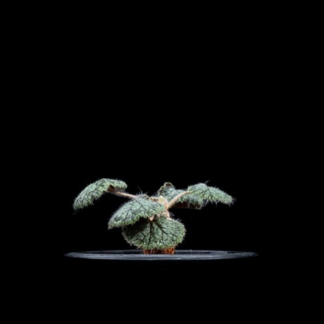 ペラルゴニウム バークリー / Pelargonium barklyi #2