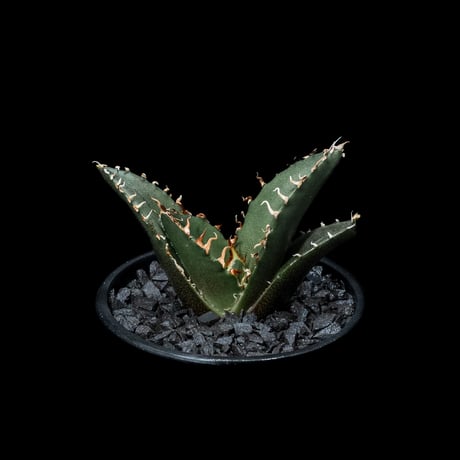 アガベ チタノタ 白鯨 / Agave titanota ‘White Whale’ #26