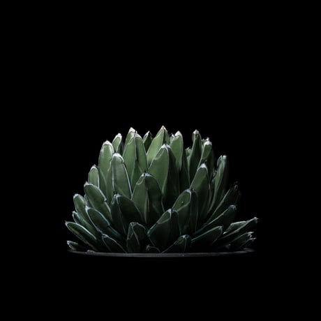 アガベ 笹の雪 / Agave victoriae-reginae