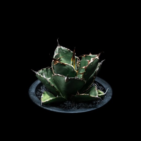 アガベ チタノタ ブラック&ブルー / Agave titanota ‘Black & Blue’ #16