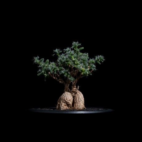 トリコディアデマ ブルボスム / Trichodiadema bulbosum #20