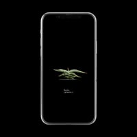 【スマホ壁紙】サンセベリア ロリダ