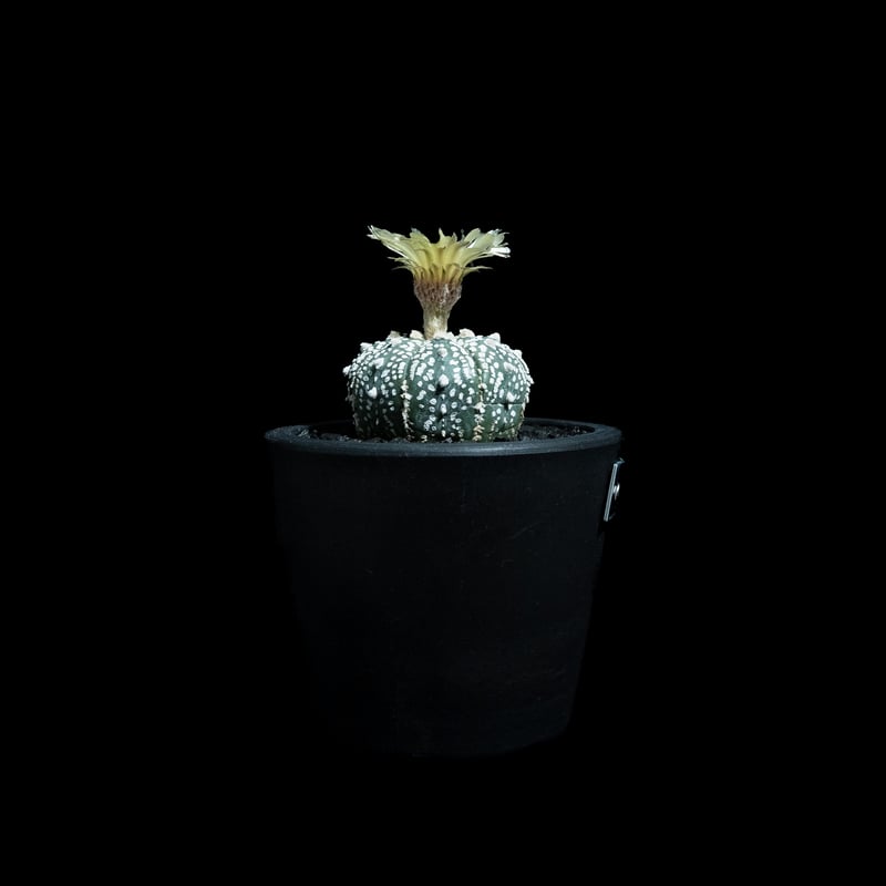 アストロフィツム アステリアス / Astrophytum asterias #13 | Du