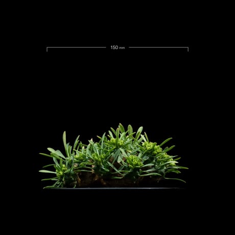 ユーフォルビア 峨眉山 / Euphorbia ‘Gabizan’ #9