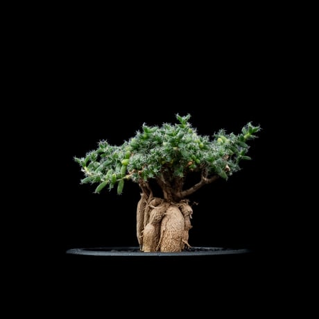 トリコディアデマ ブルボスム / Trichodiadema bulbosum #5