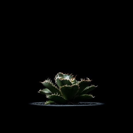 アガベ チタノタ フィリグリー (圓葉拇指) / Agave titanota ‘Filigree’ #1