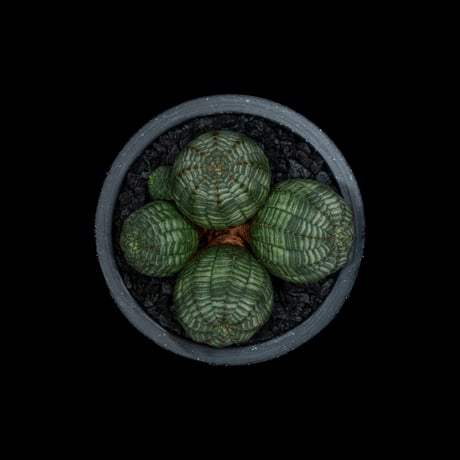 ユーフォルビア オベサ [多頭タイプ] / Euphorbia obesa f.caespitosa #18