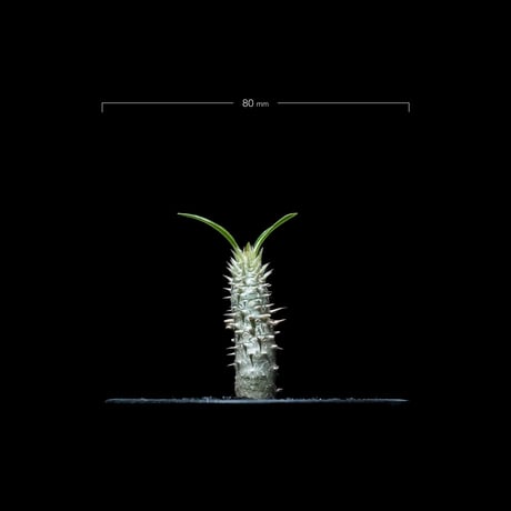 パキポディウム イノピナツム / Pachypodium rosulatum var.inopinatum #1