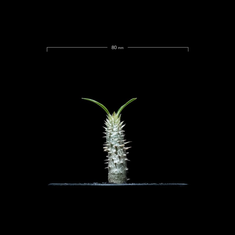 パキポディウム イノピナツム / Pachypodium rosulatum var.inop