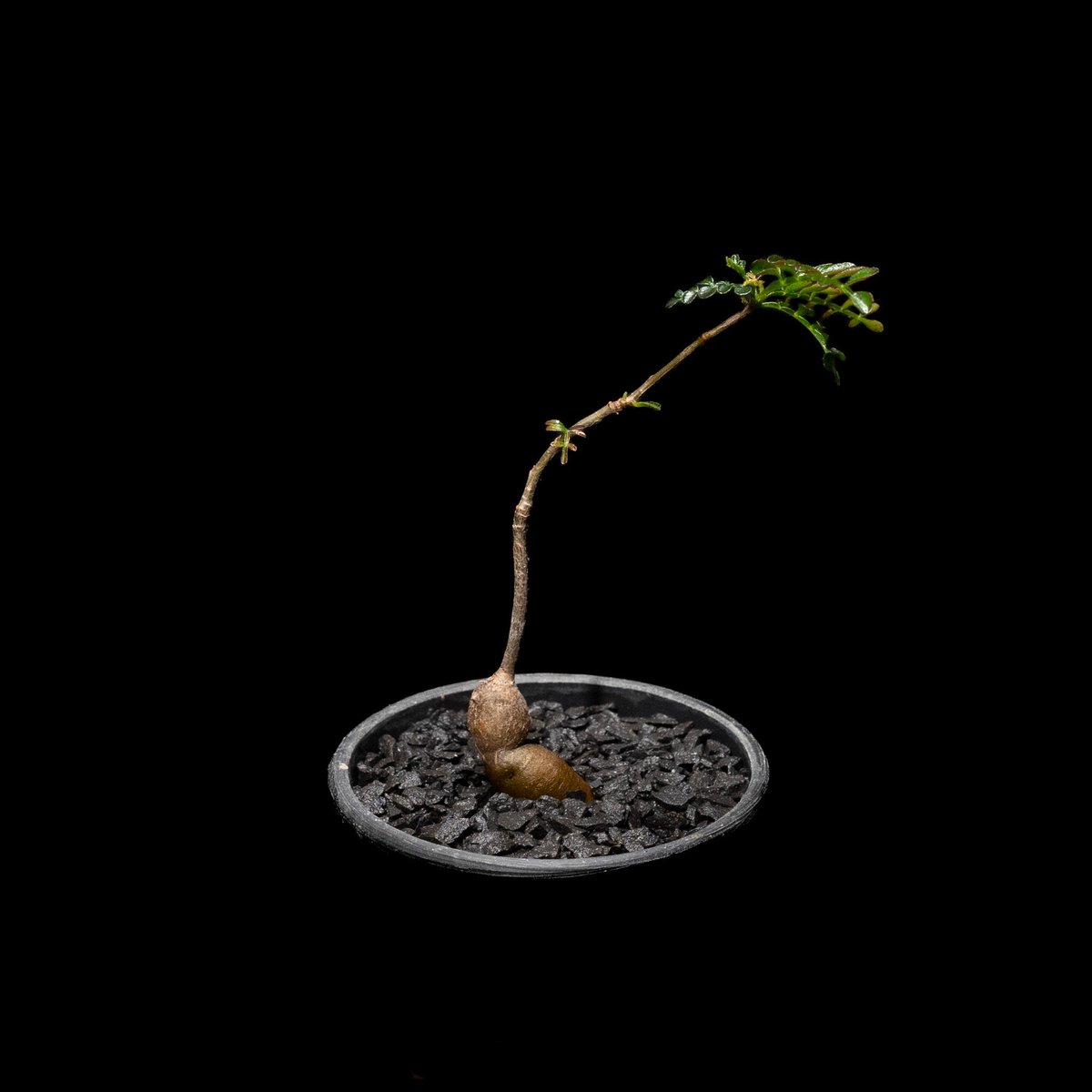 オペルクリカリア パキプス Operculicarya pachypus オペルクリカリア パキプス / Operculicarya pachypus #9 | Du