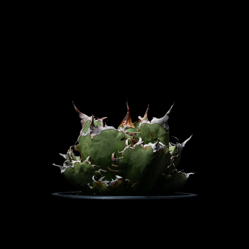 アガベ チタノタ 白鯨 / Agave titanota 'White Whale' #38