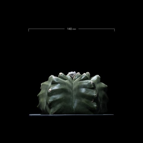 アストロフィツム 亀甲碧瑠璃鸞鳳玉 / Astrophytum myriostigma var. nudum #2