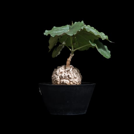 マテレア シクロフィラ / Matelea cyclophylla #9