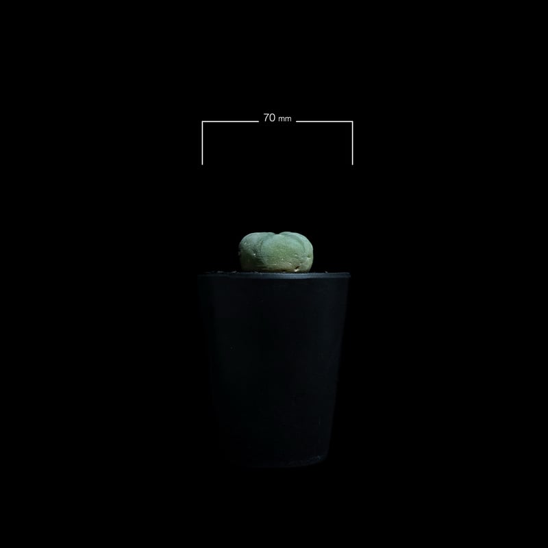 ロフォフォラ 銀冠玉 / Lophophora williamsii var. decipie