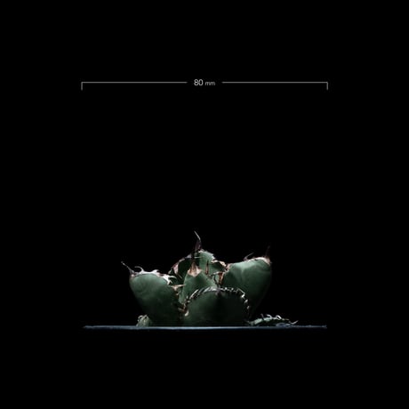 アガベ チタノタ ブラック&ブルー / Agave titanota ‘Black & Blue’ #13