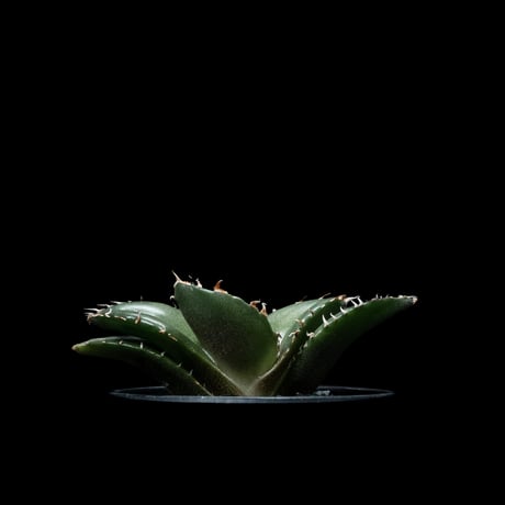 アガベ チタノタ 白鯨 / Agave titanota ‘White Whale’ #49