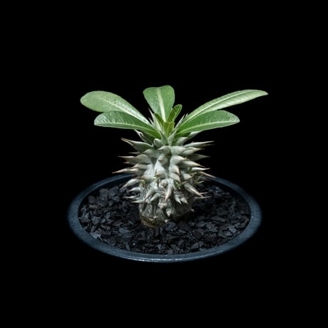 パキポディウム エブレネウム / Pachypodium eburneum #1