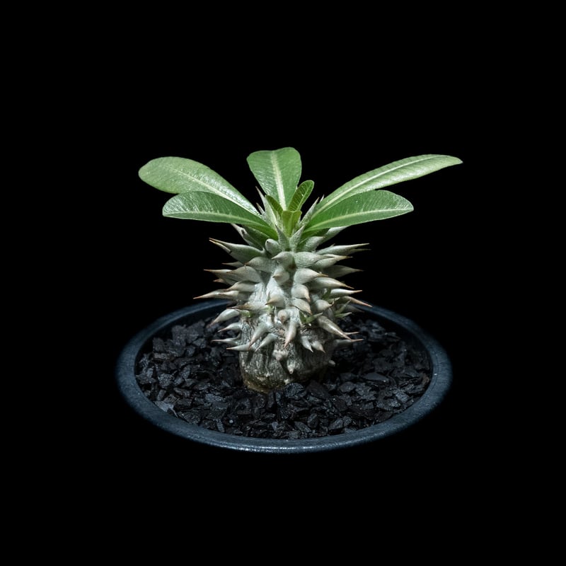 パキポディウム エブレネウム Pachypodium eburneum ① fit=scale-down,w=1200