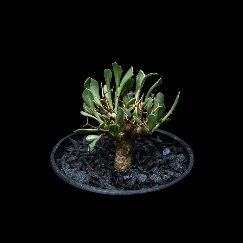 t*n様 オトンナ　ユーフォルビオイデス（抜き苗）！ オトンナ・ユーフォルビオイデス 2年半の成長記録 | すごいグリーン