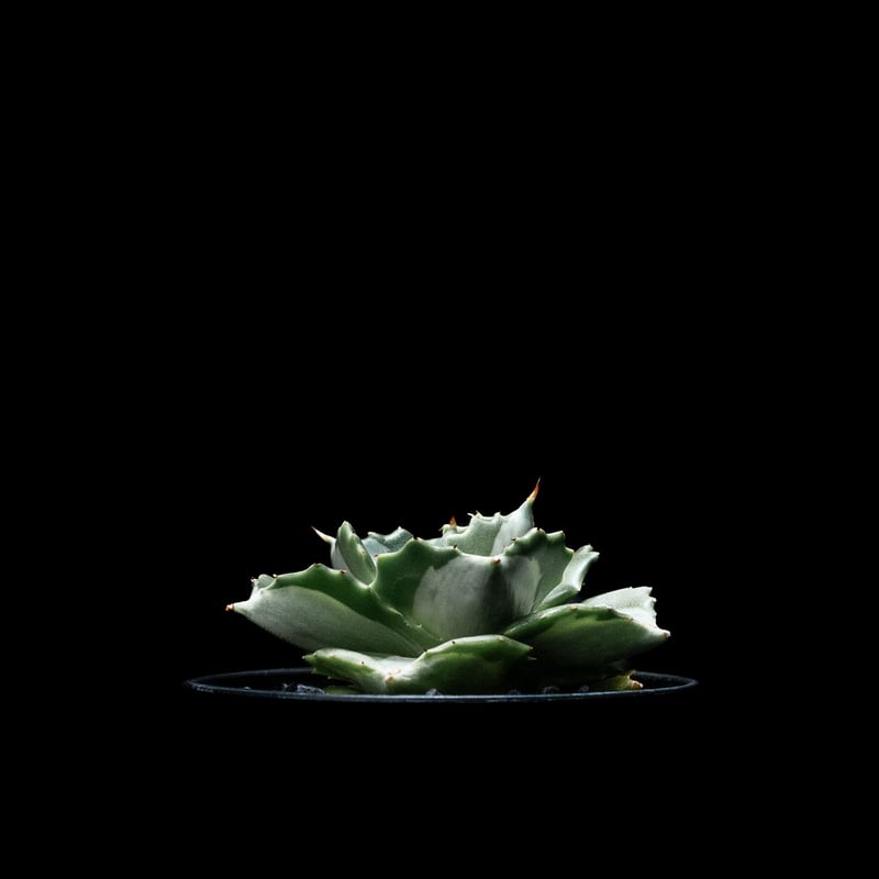 Agave isthmensis f.inermis mediopicta 中斑 Agave isthmensis f.inermis mediopicta 中斑 agave_isthmensis_large2