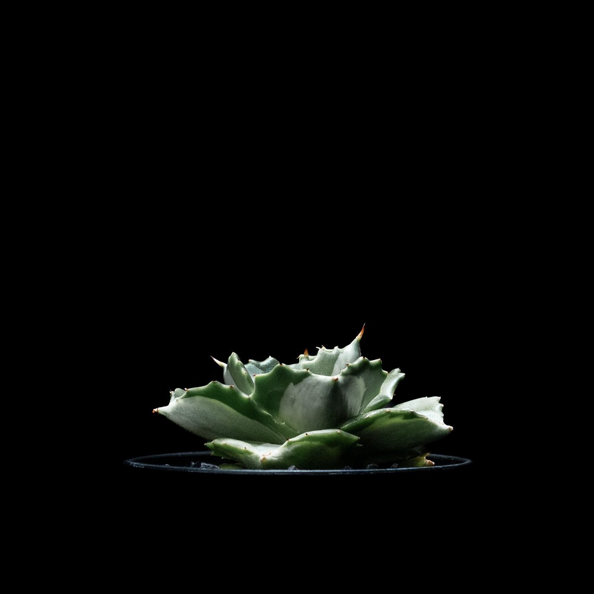 アガベ 王妃雷神 白中斑/ Agave isthmensis 'Ouhi Raijin' me