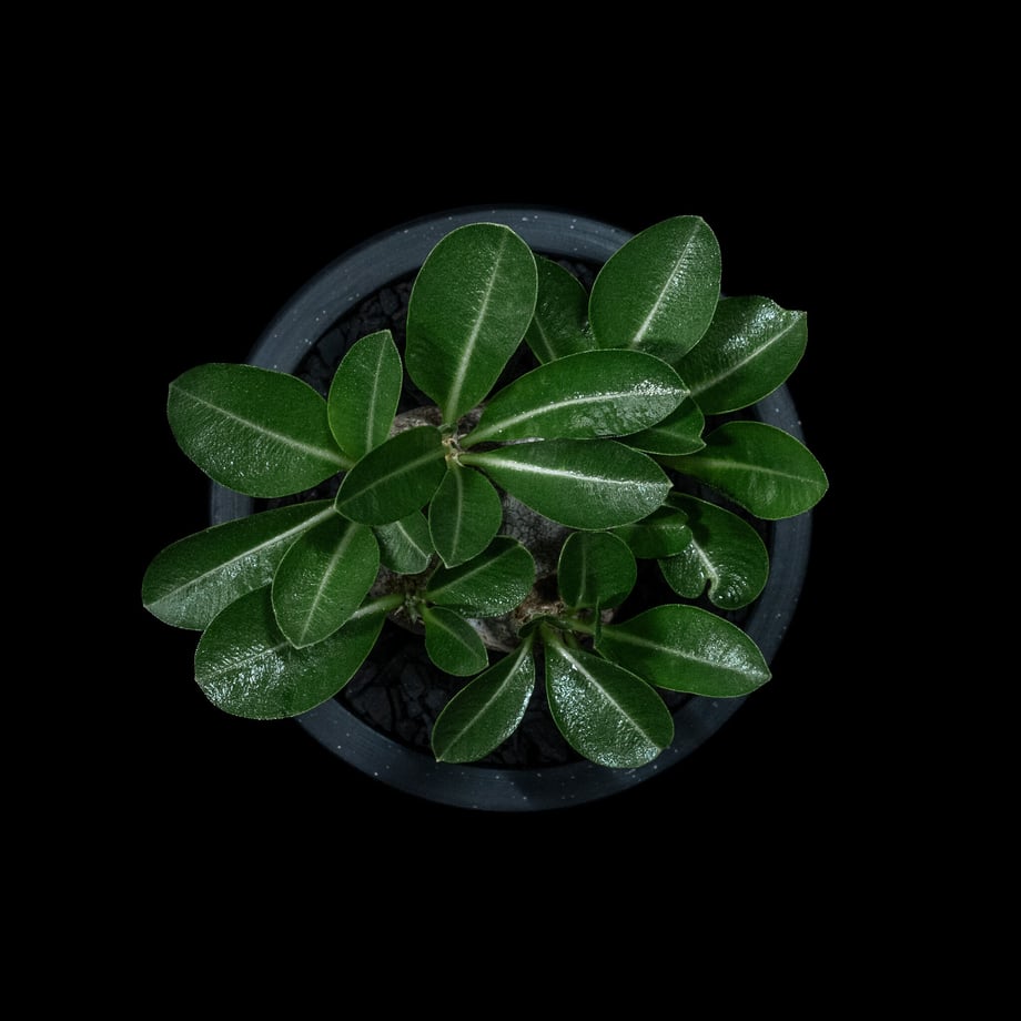 653730eb708109003658f5c6