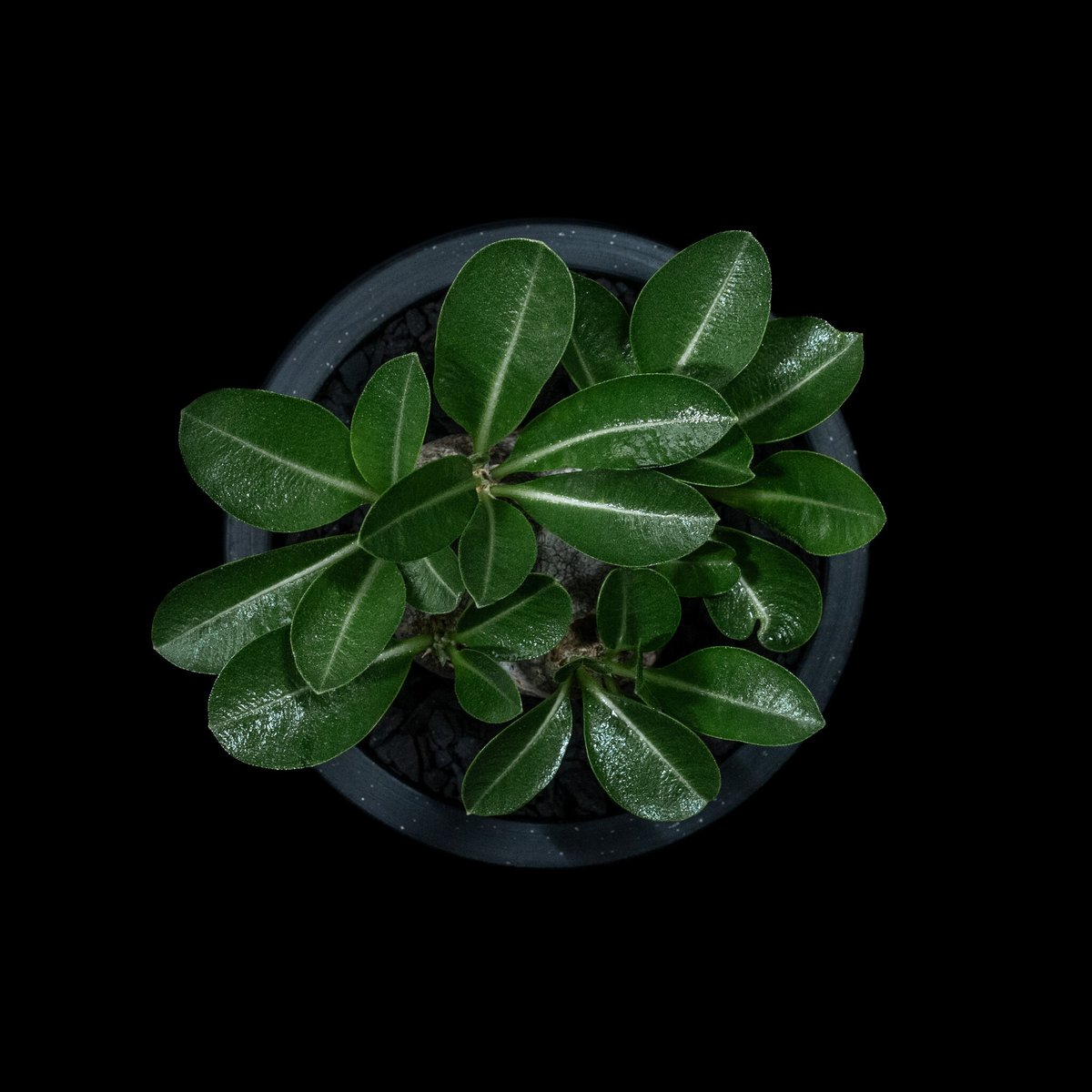 Pachypodium brevicaule パキポディウム・ブレビカウレ Pachypodium brevicaule【パキポディウム・ブレビカウレ・実生