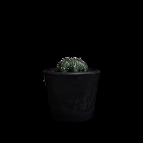アストロフィツム アステリアス ヒトデ型 / Astrophytum asterias 'Star Shape' #41