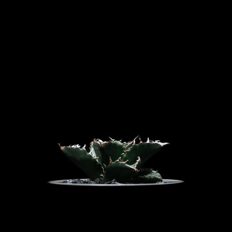 アガベ・チタノタ 夕映厳竜 / Agave titanota ‘Solar Eclipse’ #4