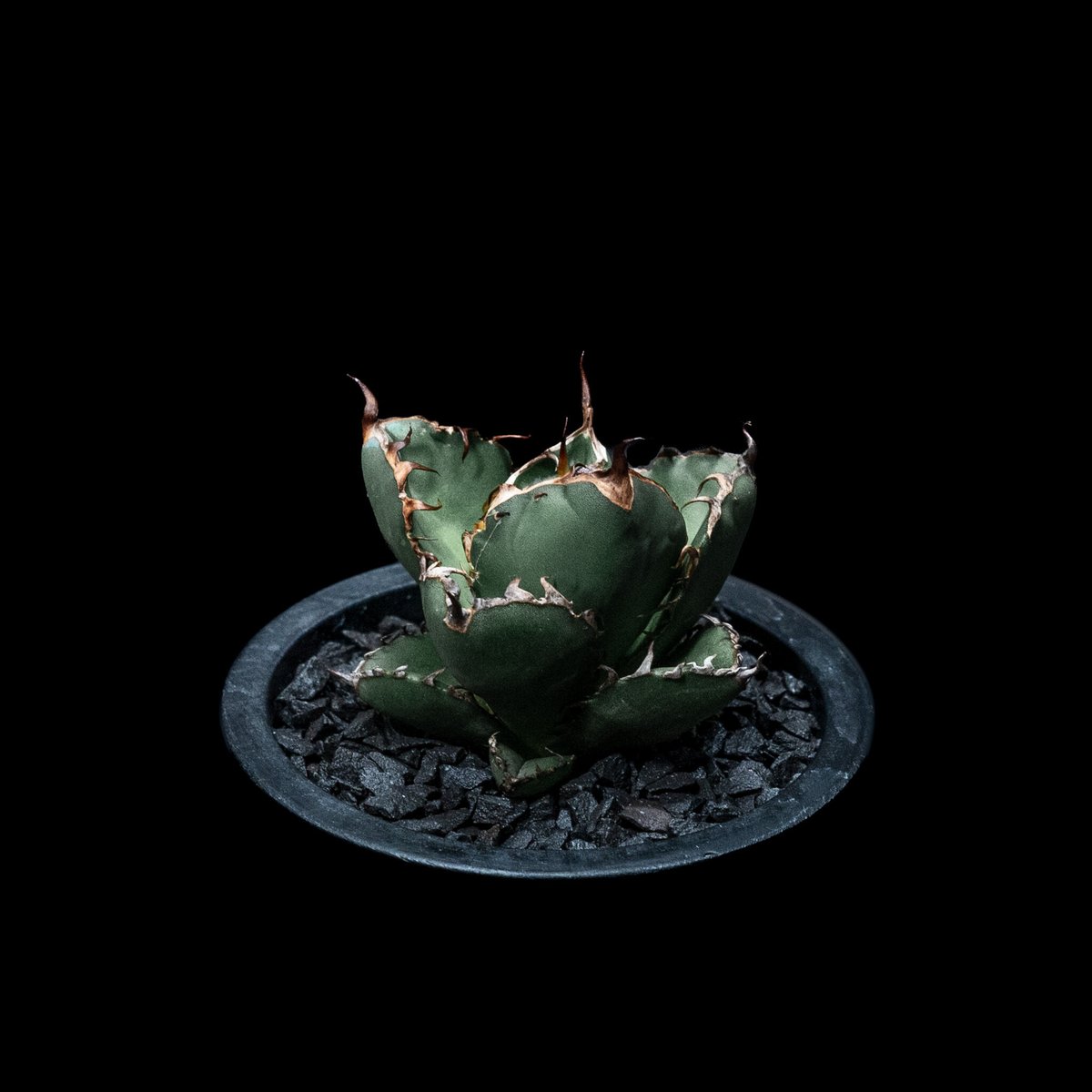 ブラック&ブルー　BB　ドワーフ アガベ チタノタ ブラック&ブルー / Agave titanota 'Black & Blu
