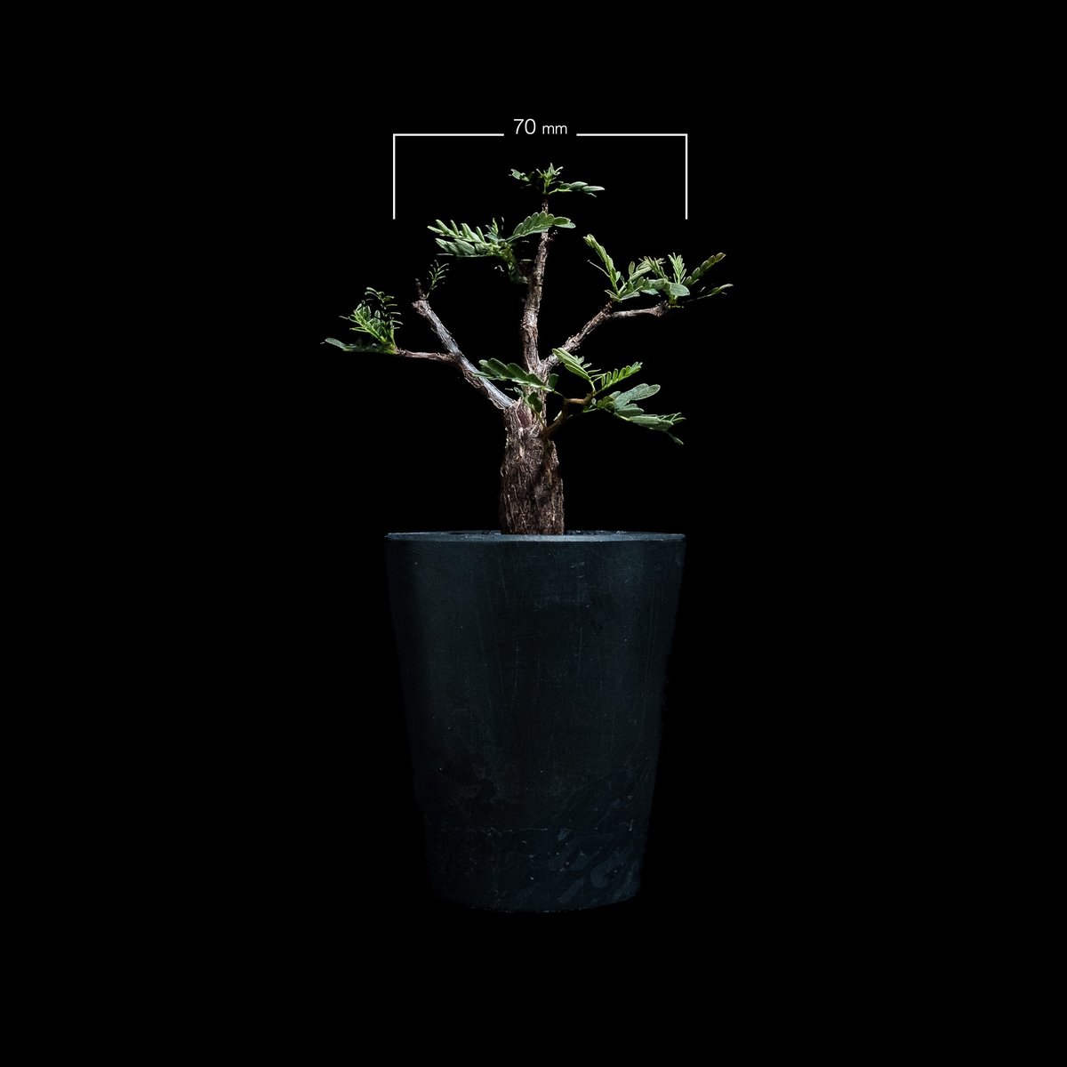 センナ メリディオナリス / Senna meridionalis #8 | Ducks (