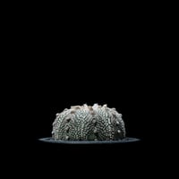 アストロフィツム アステリアス / Astrophytum asterias #3