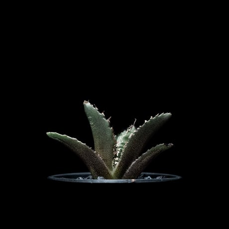 アガベ チタノタ 白鯨 / Agave titanota ‘White Whale’ #19