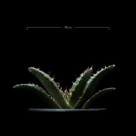 アガベ チタノタ 白鯨 / Agave titanota ‘White Whale’ #45