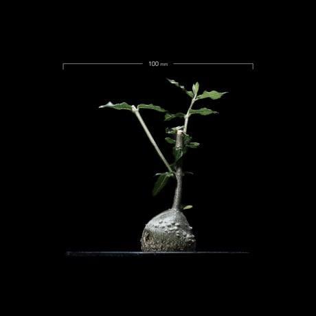 フォッケア エデュリス / Fockea edulis #1