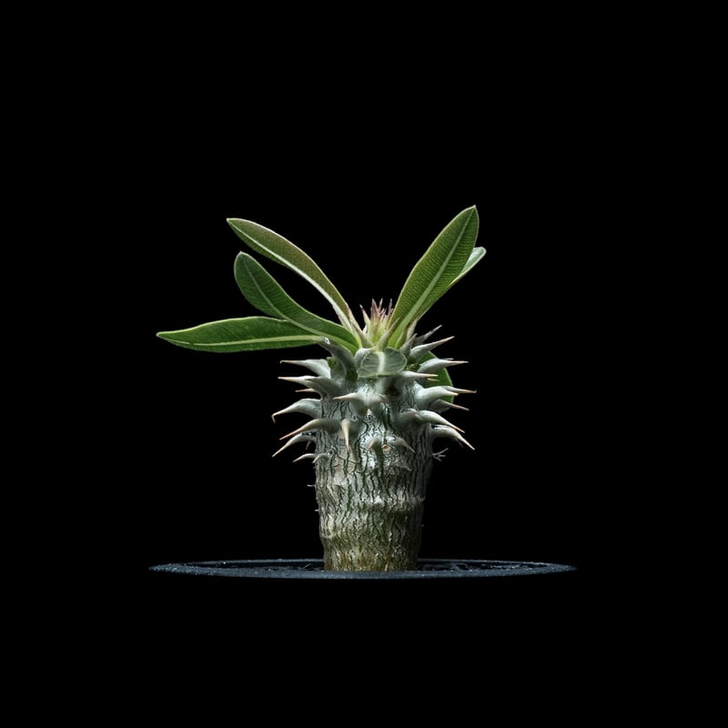 パキポディウム ホロンベンセ / Pachypodium horombense #1 | Du